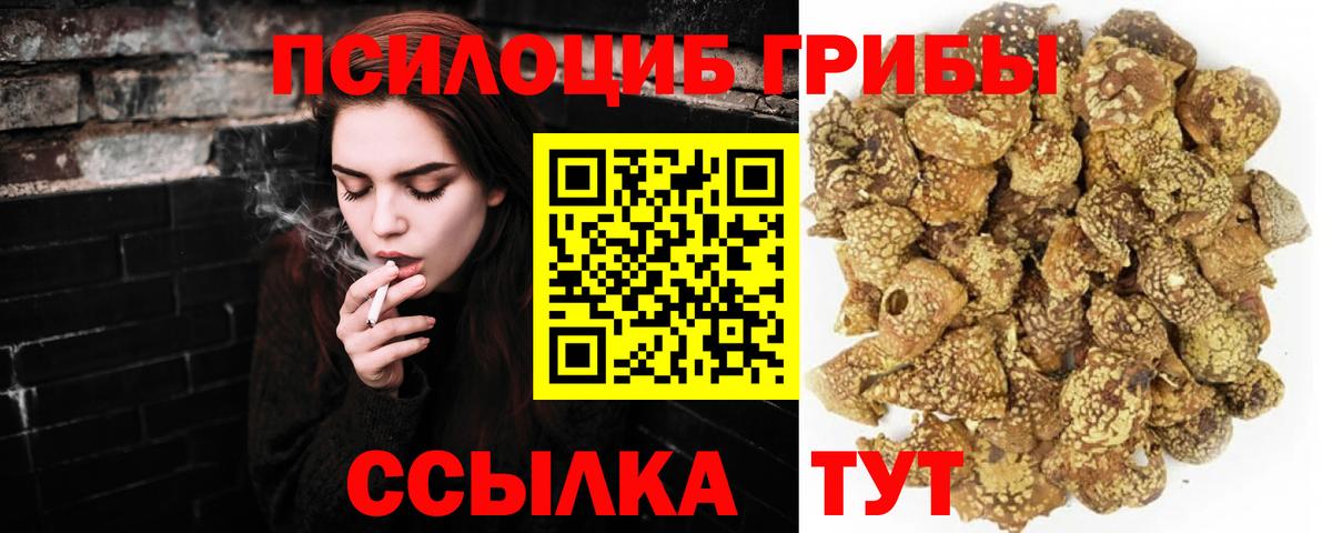 Псилоцибиновые грибы Psilocybe Ярцево